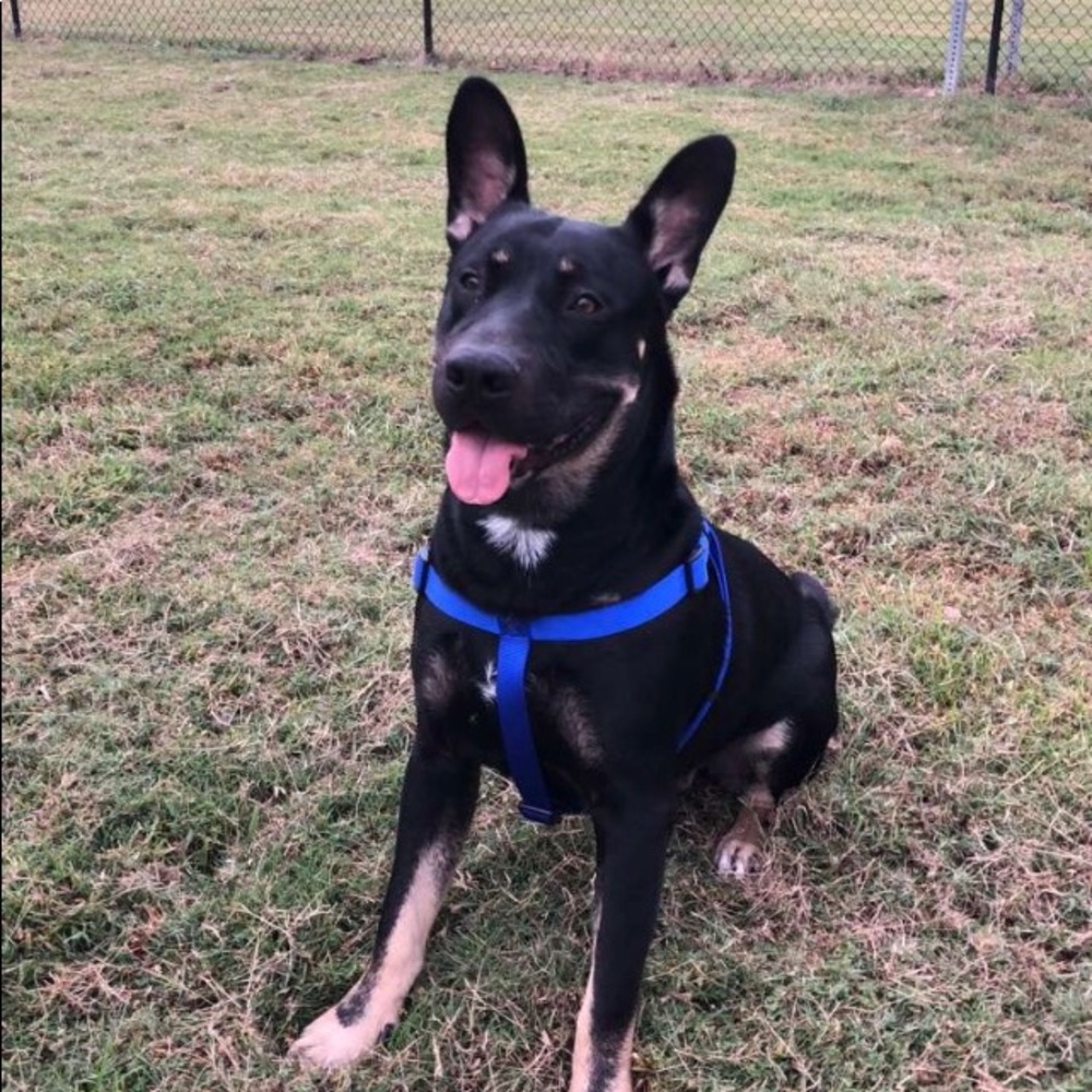 Meet your Posher, Dom